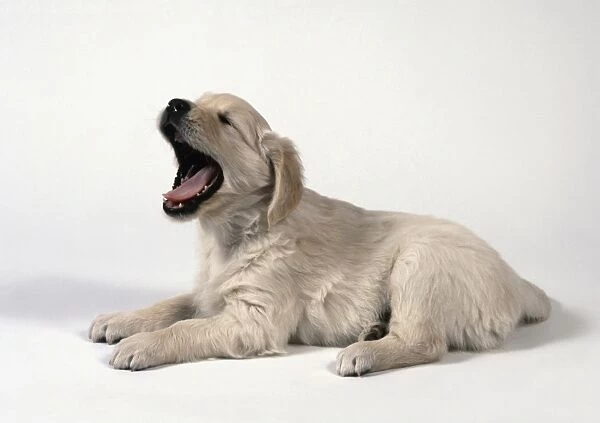 Yellow Labrador Retriever puppy lying down, yawning