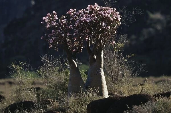 Yemen, Socotra Island, Monti Haggier, Desert rose (Adenium obesum), endemic vegetation