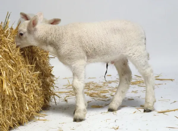 Young Lamb Print, Week Art Prints, Posters Puzzles from