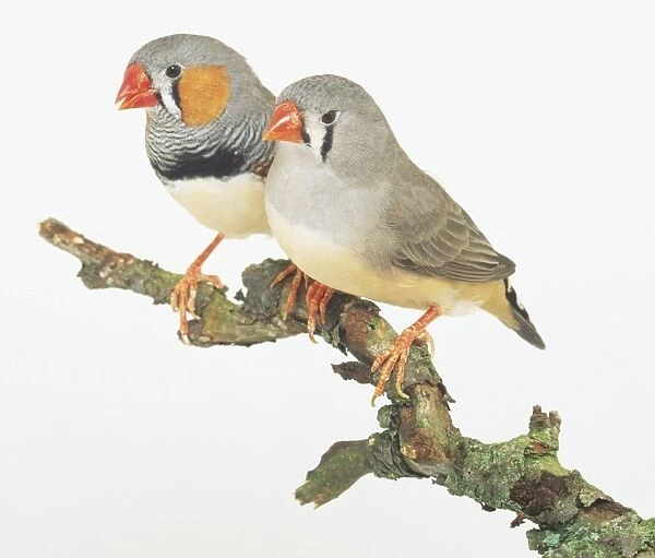 Two Zebra Finches (Taeniopygia guttata) perching on branch side by side, side view