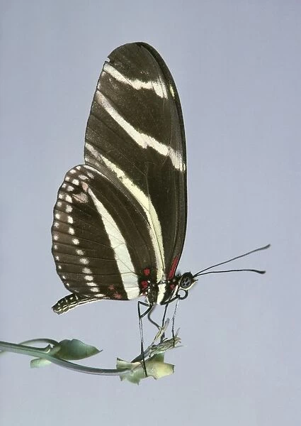 Zebra longwing butterfly (Heliconius charithonia) perching on flower, side view