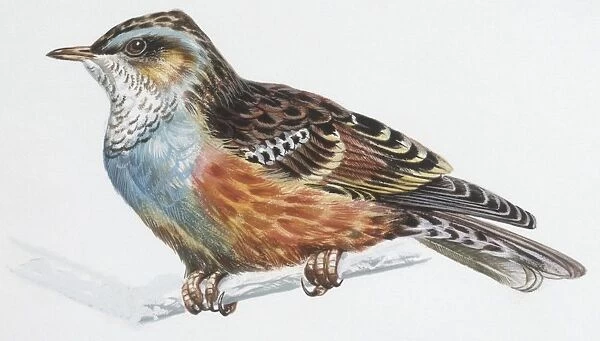 Zoology: Birds, Alpine Accentor, (Prunella collaris), illustration