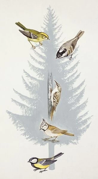 Zoology: Birds, Coal Tit, (Periparus ater), Crested Tit, (Lophophanes cristatus), Great Tit, (Parus major), Common Treecreeper, (Certhia familiaris), illustration