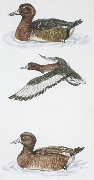 Zoology: Birds, Ferruginous Duck (Aythya nyroca), illustration