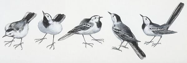 Zoology: Birds, Grey Wagtail (Motacilla cinerea), illustration