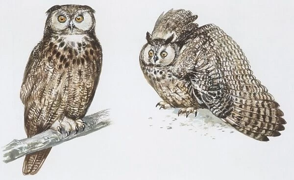 Zoology: Birds, Long-eared Owl (Asio otus), illustration