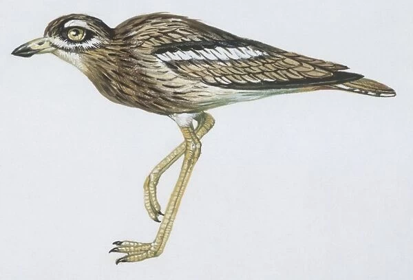 Zoology: Birds, Rock Sparrow, (Petronia petronia), illustration