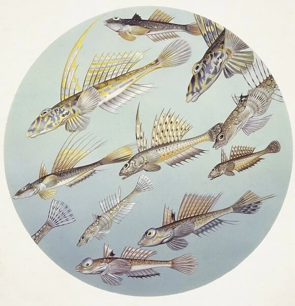 Zoology: Fishes: Callionymus (genera) fishes, different species, illustration