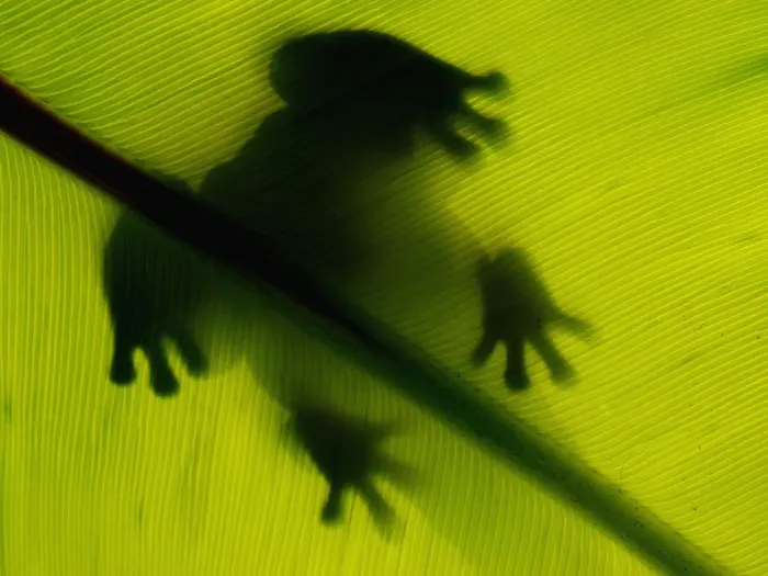 Framed Print : Australian Print: Frog Shadow on Green Leaf Framed Print : Australian Print: Frog Shadow on Green Leaf