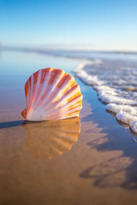 Framed Print : Focussed Shell Beach Mornings Print Framed Print : Focussed Shell Beach Mornings Print