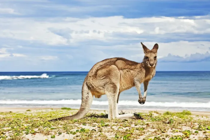 Framed Print : Kangaroo Beach Print Framed Print : Kangaroo Beach Print