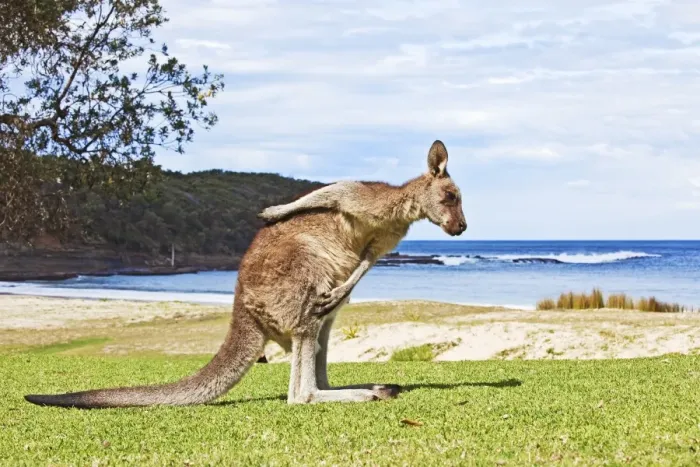Framed Print : Kangaroo Beach Print Framed Print : Kangaroo Beach Print