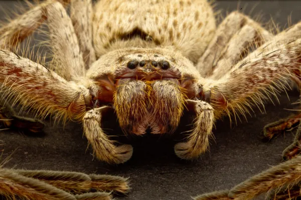 Australia Perth Huntsman Spider