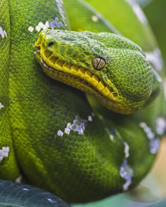 Framed Print : Green Tree Python Print - Close-Up Image Framed Print : Green Tree Python Print - Close-Up Image