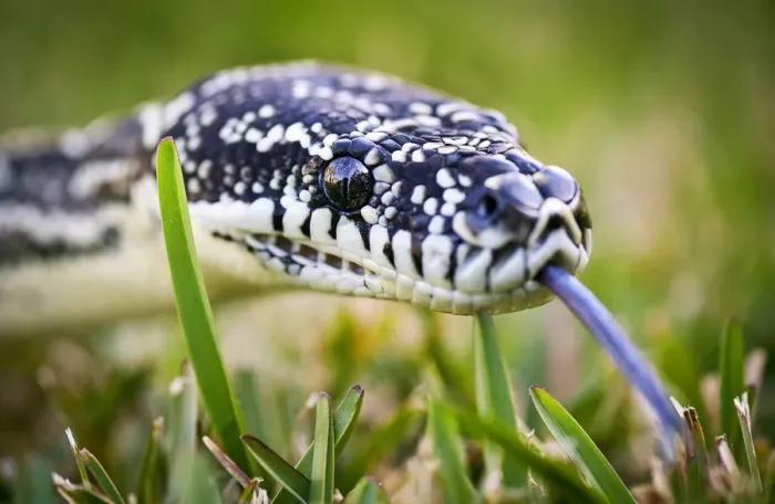 Framed Print : Print of a Diamond Python on Grass in Sydney Framed Print : Print of a Diamond Python on Grass in Sydney