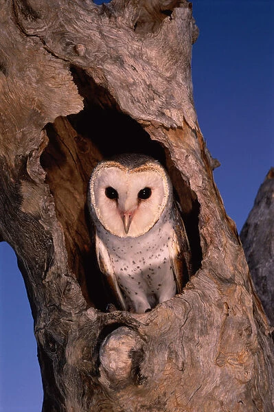 BARN OWL (TYTO ALBA) IN TREE NEST, WESTERN AUSTRALIA