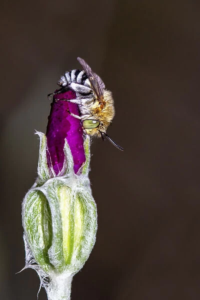 Blue Banded Bee resting on a flower