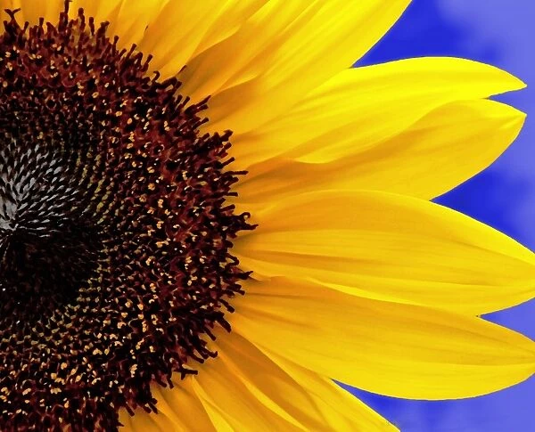 Bold Sunflower (Helianthus annuus)