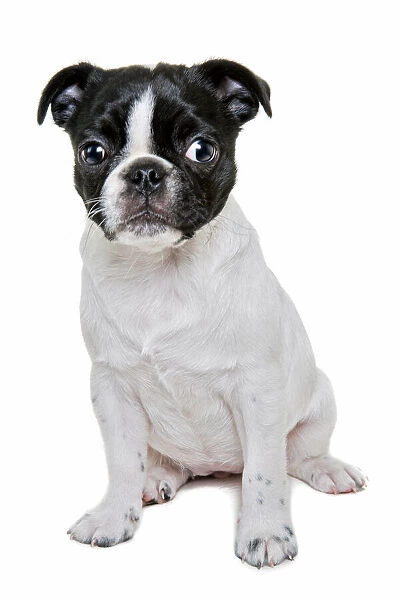 Boston Terrier Puppy looking at the camera on white backdrop