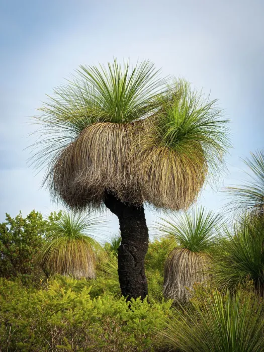 Framed Print : Print of Xanthorrhoea preissii in Yanchep National Park Framed Print : Print of Xanthorrhoea preissii in Yanchep National Park