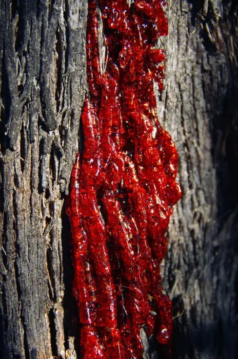 Framed Print : Blood Red Gum Resin Print on Eucalyptus Bark Framed Print : Blood Red Gum Resin Print on Eucalyptus Bark