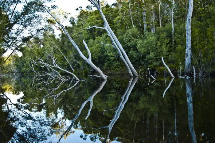 Framed Print : Australian River Reflection Print Framed Print : Australian River Reflection Print