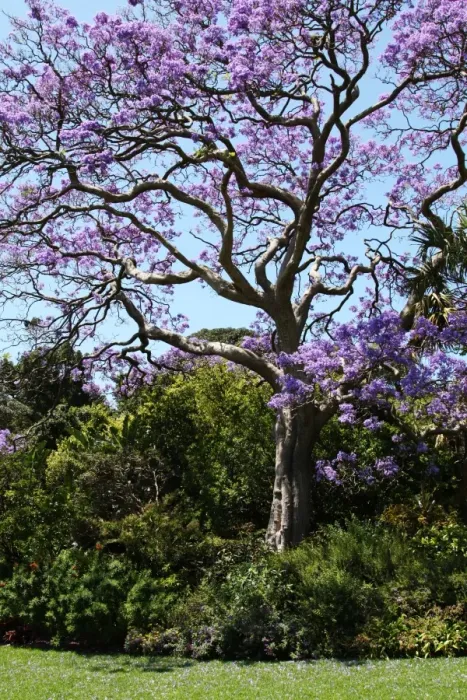 Framed Print : Australian Trees Print Framed Print : Australian Trees Print