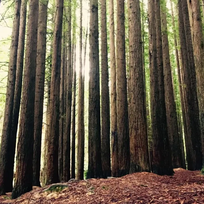 Framed Print : Sequoia Tree Trunks Print Framed Print : Sequoia Tree Trunks Print