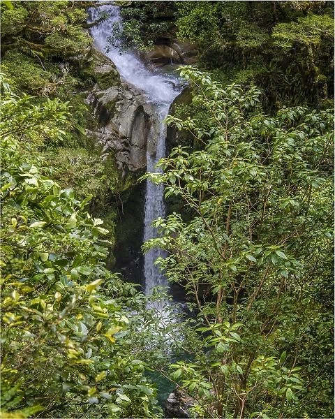 The Burn, a small waterfall set in amongst the rainforest