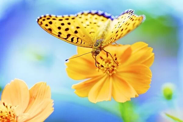 A butterfly on a yellow cosmos flower