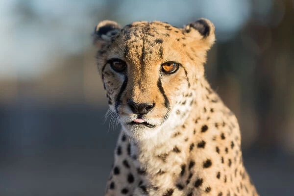 Cheetah (Acinonyx jubatus) Head Close Up, Namibia, Africa