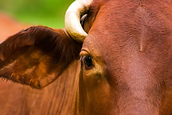Close-up of a cows head