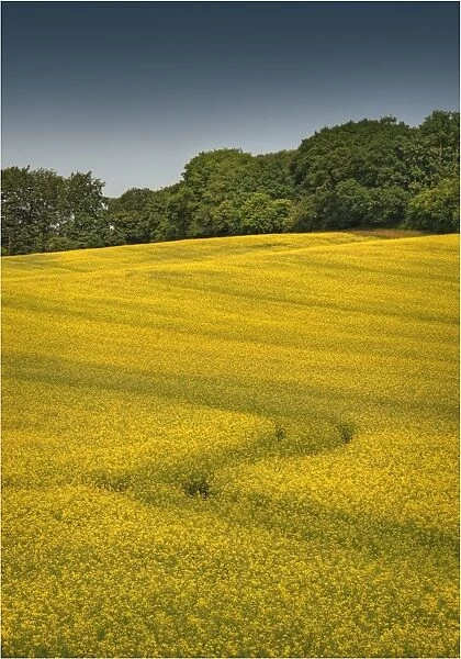 A crop of Canola ready to harvest, Dorset, England, United Kingdom