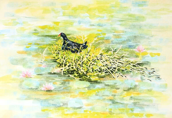 Dusky Moorhen Water Bird Nesting Watercolour Painting