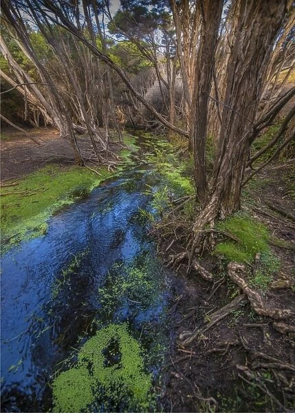 Edens creek, Palana, Flinders Island, Bass Strait, Tasmania, Australia