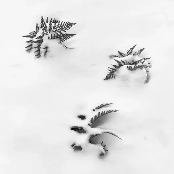 Framed Print : Ferns and Snow Print - Early Regrowth Framed Print : Ferns and Snow Print - Early Regrowth