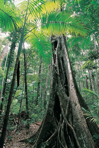 Fig Tree, Cooloola National Park, Queensland, Australia