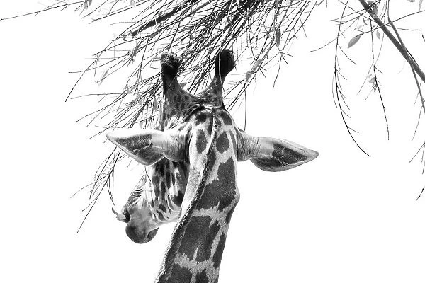 Giraffe Snacking on leaves