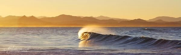 Golden Curl || Byron Bay