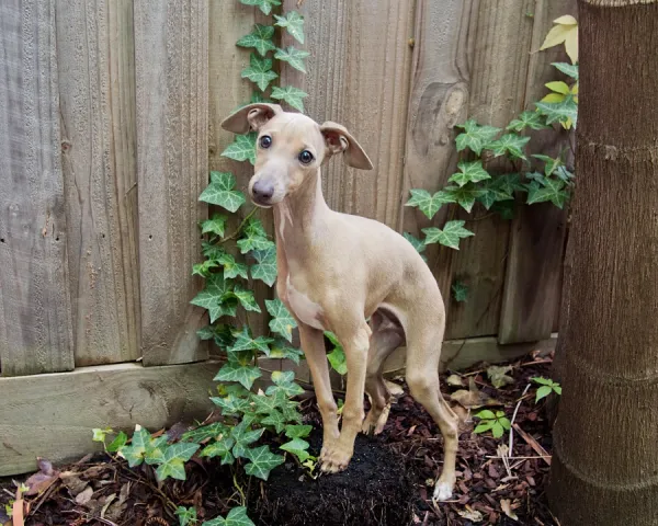 Italian greyhound puppy dog sitting on a treestump