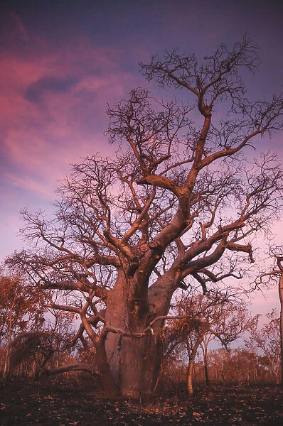 Kimberley Boab tree sunset