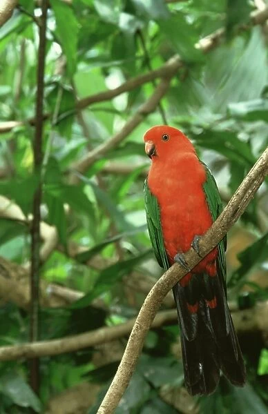 king parrot, alisterus scapularis, male, eastern australia