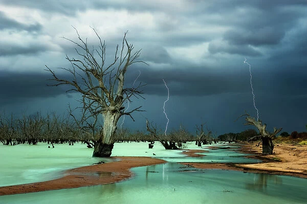Menindee lakes. Dead trees and storm over menindee lake, red sand