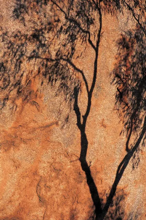 Framed Print : Eucalyptus Tree Print at Devils Marbles Framed Print : Eucalyptus Tree Print at Devils Marbles