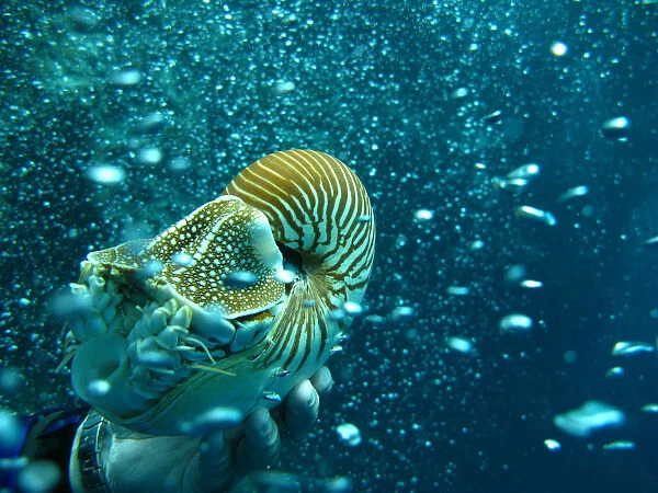 Nautilus of Palau