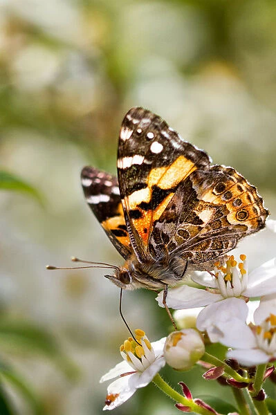 Painted lady butterfly on blossom