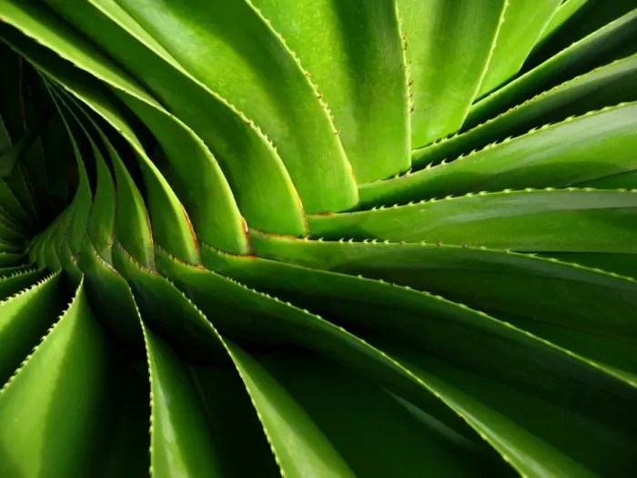 Framed Print : Pandanus spiralis Print