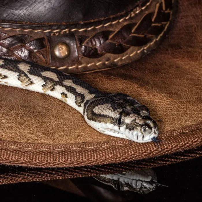 Framed Print : Snake Carpet Python Print Framed Print : Snake Carpet Python Print