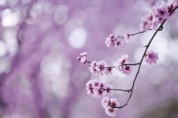Pink Spring blossoms