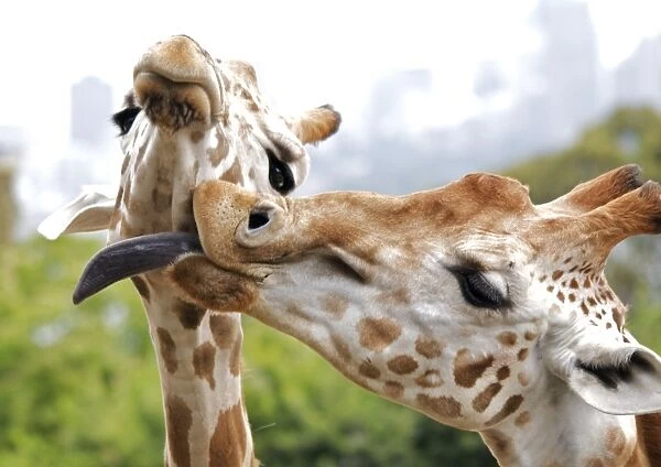 Playful Giraffes